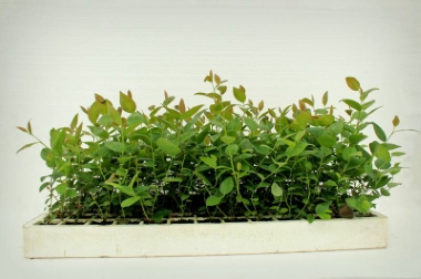Produktion og distribution af planteskolematerialer Polen 15