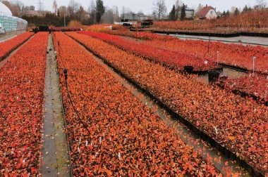 Produktion og distribution af planteskolematerialer Polen 16